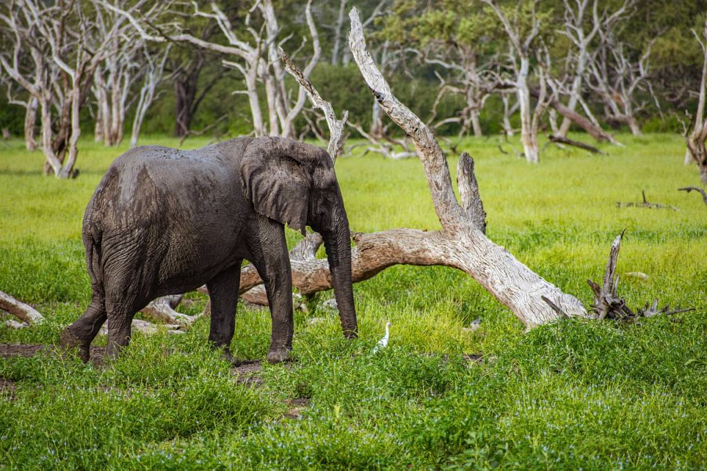 Safari en Tanzanie : les plus belles réserves à découvrir Safari en Tanzanie : les plus belles réserves à découvrir